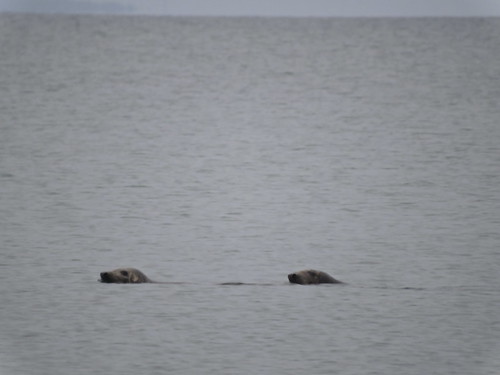 Harbor and Grey Seal (right, J?)