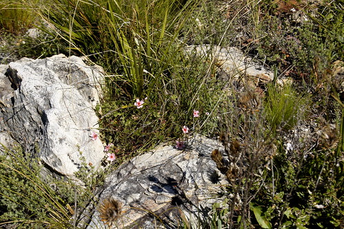 Pelargonium incarnatum in habitat