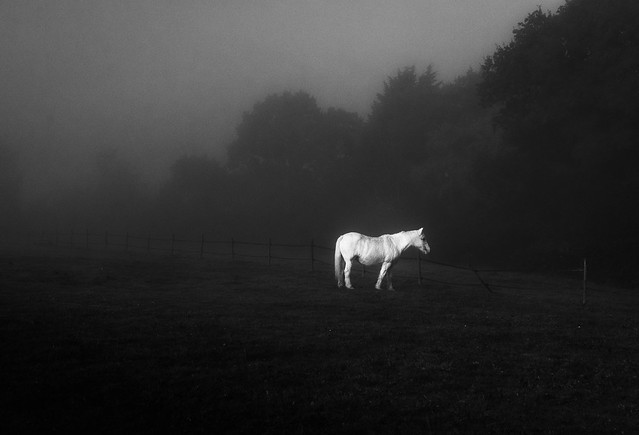 Lorna's pony, early yesterday.