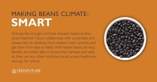 Making Beans Climate-Smart