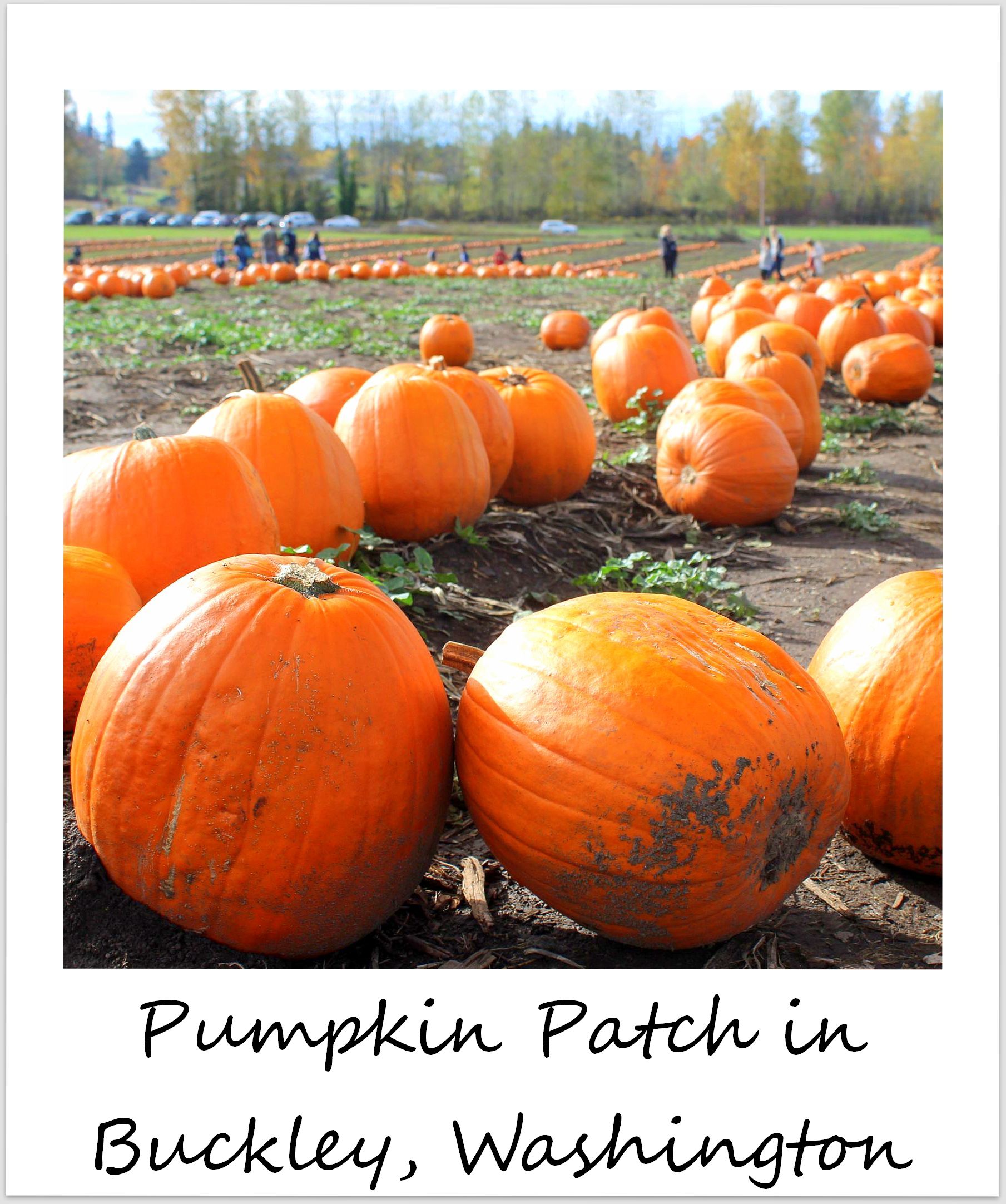 polaroid of the week usa washington buckley pumpkin patch