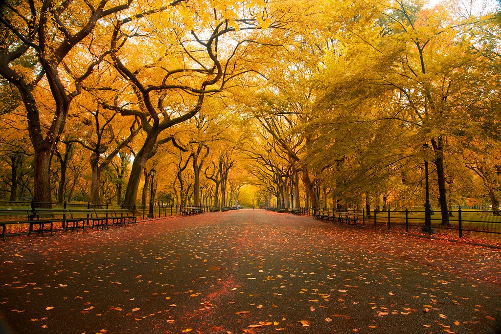 Где насладиться осенними листьями в Нью-Йорке
