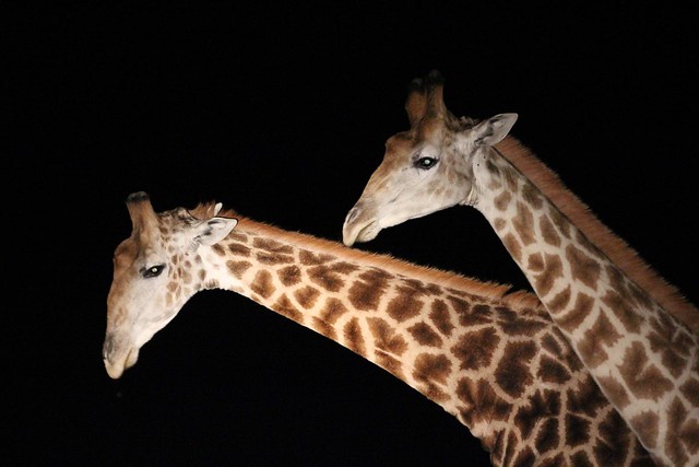 Giraffes Eastern Cape-South Africa