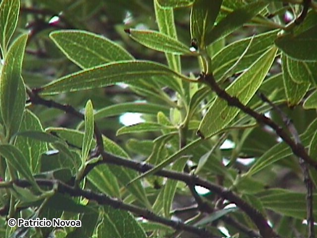 Coprosma oliveri