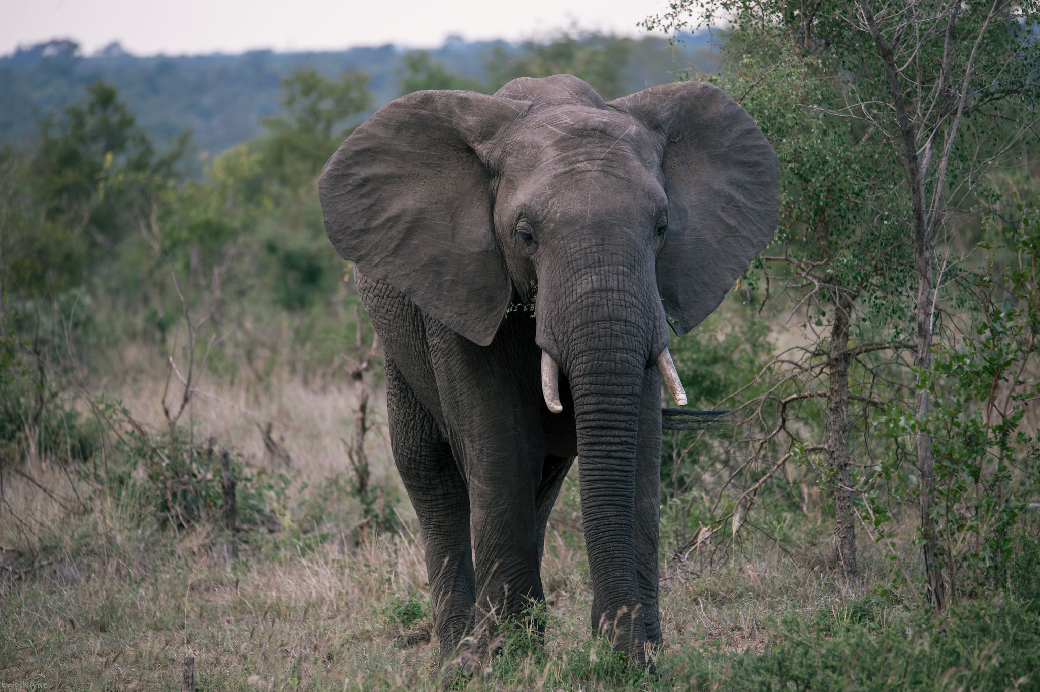 Adult elephant