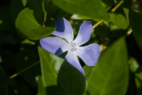 An image of a periwinkle. © Icy Sedgwick