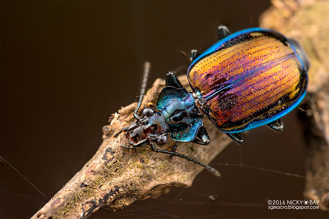 Ground beetle (Physodera eschscholtzii) - DSC_2900