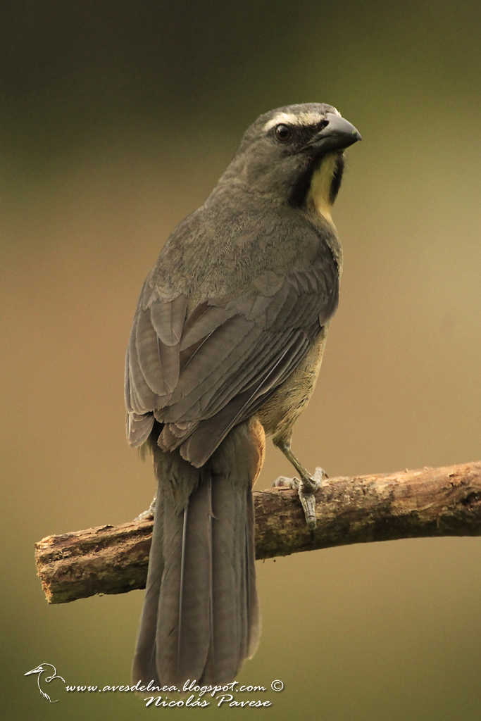 Pepitero gris (Grayish Saltator) Saltator coerulescens