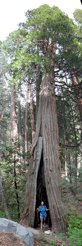 Vicki poses with a tall cedar at Dobbs Camp