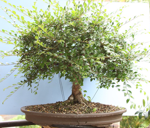 Chinese Elm Broom - Page 2 27626014462_0ca13f00e1_z
