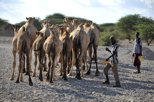Camels near Wajir, northern Kenya