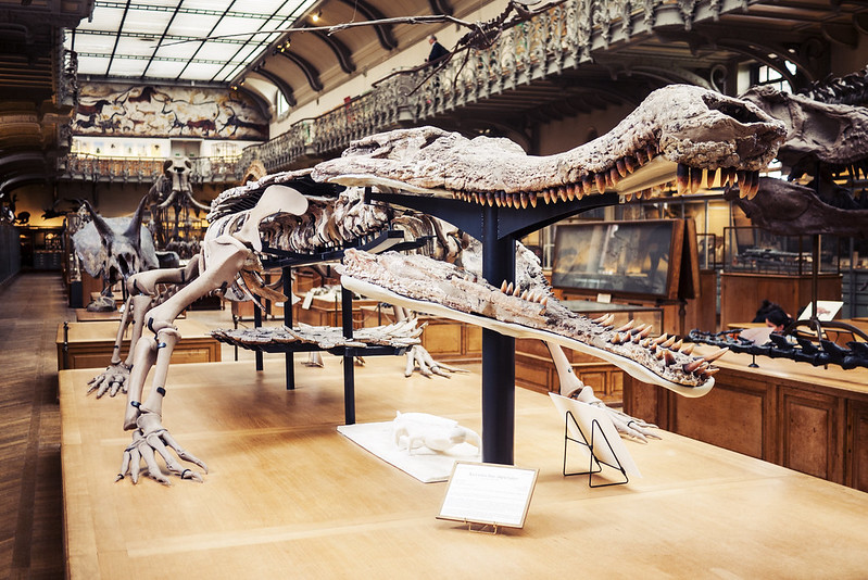 Galeries d'Anatomie comparée et de Paléontologie