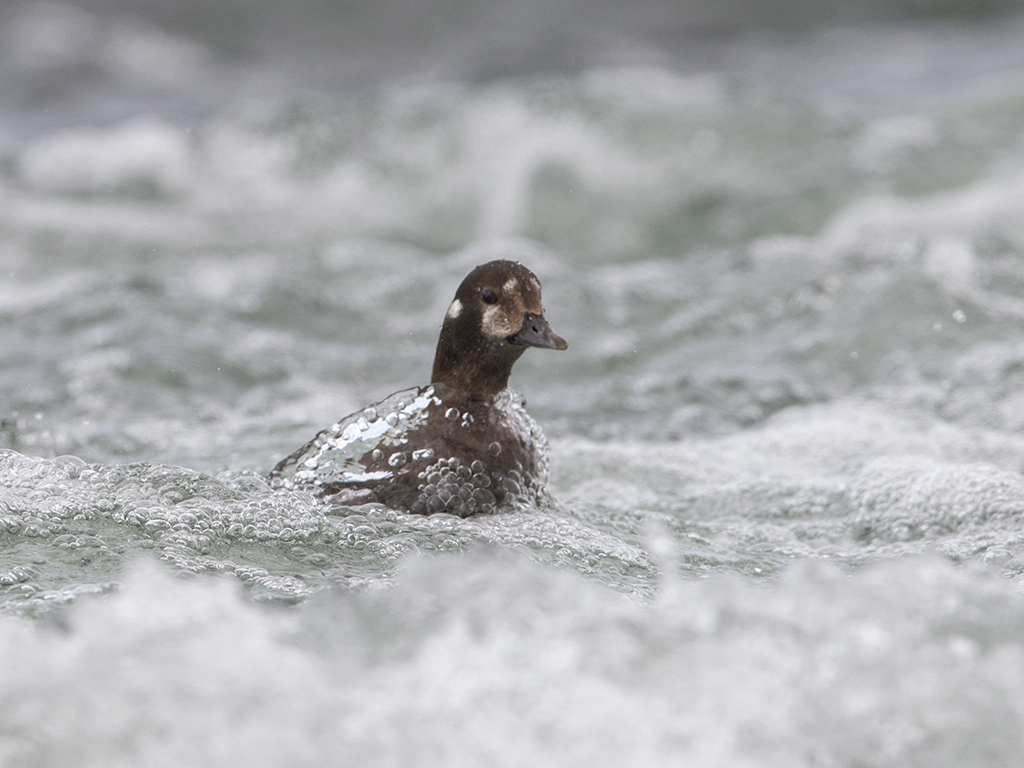 Harlequin Duck      Iceland
