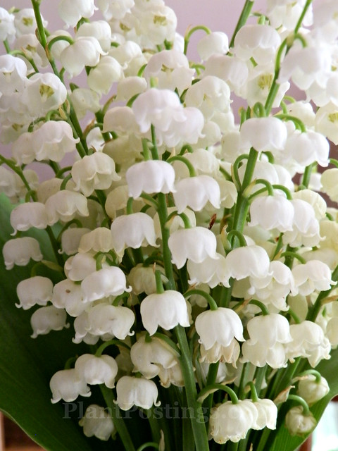 lily of valley 3