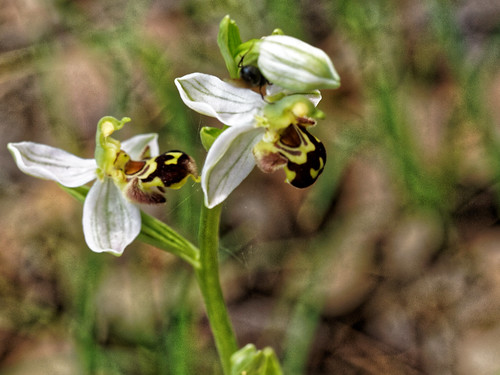 Abeilles ou Ophrys ? ... Ophrys abeille ! 27708824006_5a7d4950a7