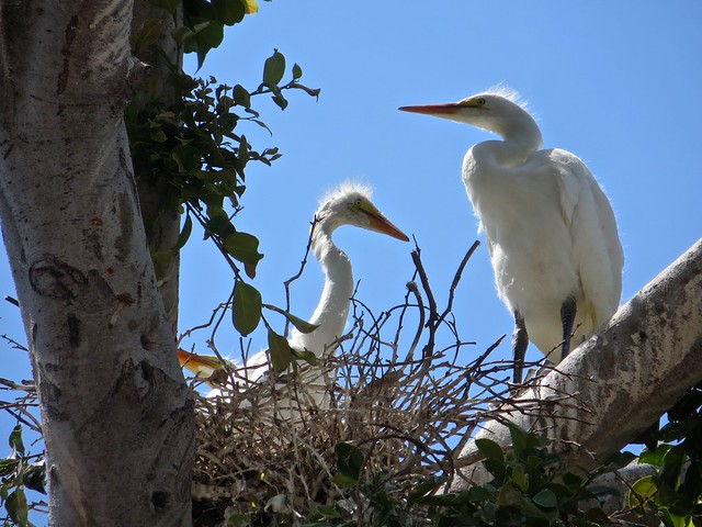 egret nest