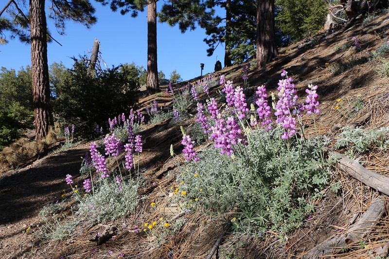 Lupines in the morning light as we near the top of the Dobbs Spur Trail