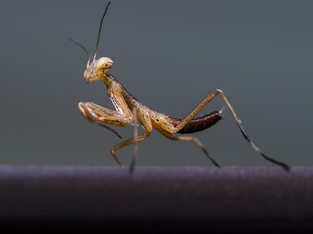 Depicted: baby Praying Mantis, aprox. 7mm or 0.276" in size