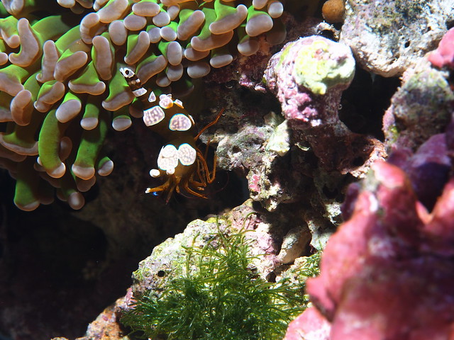 P5275405 榔頭珊瑚 性感蝦