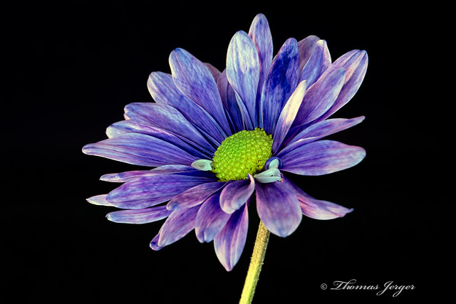 Purple Daisy on Black 1118 Copyrighted