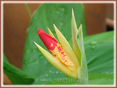 Budding bloom of Canna Freckle Face, 10 Oct. 2006