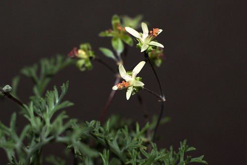 Pelargonium albersii