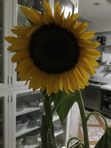 sunflower  at 3 am