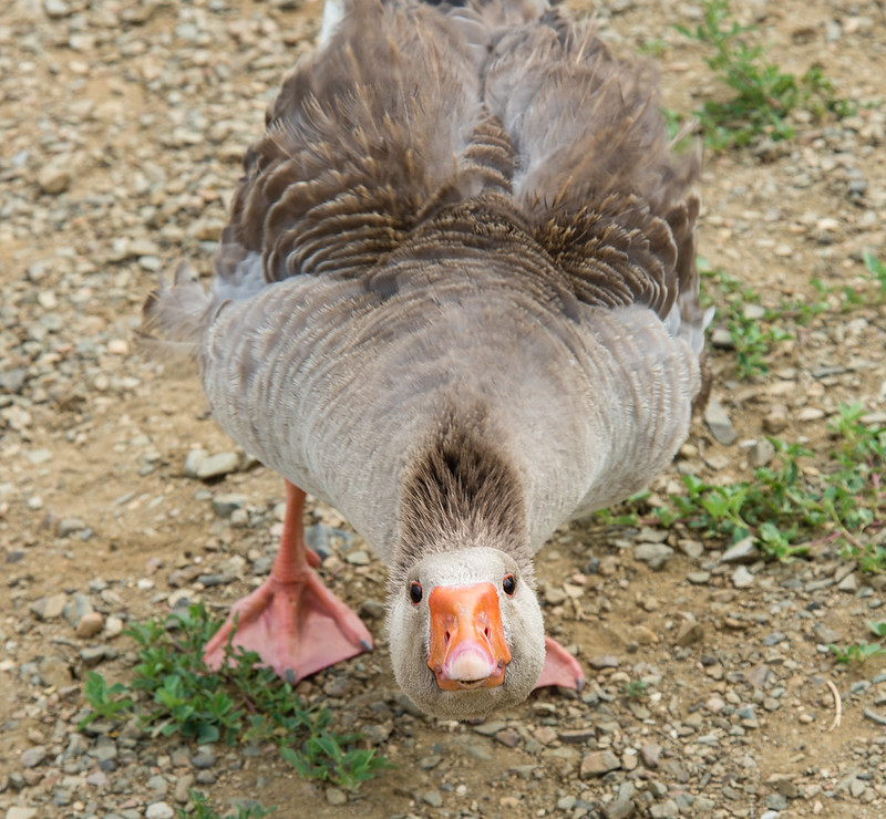 George the Goose Attacks