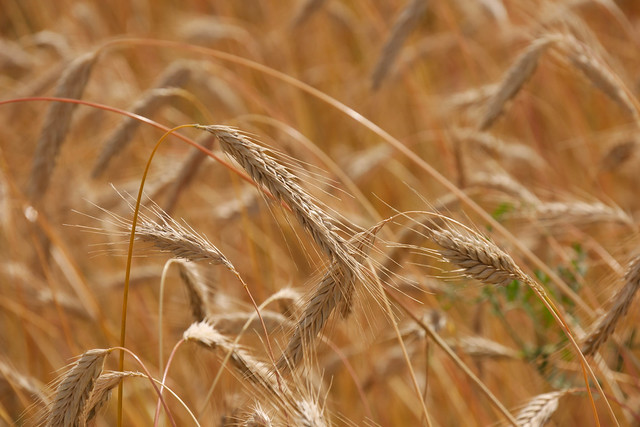 Domäne Dahlem: Wheat