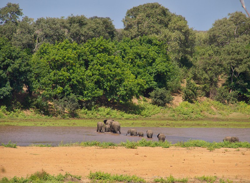 Kruger: Olifants, Letaba y salida por Phalaborwa - Por el norte de SUDÁFRICA. Montañas, playas, fauna y sus gentes (15)