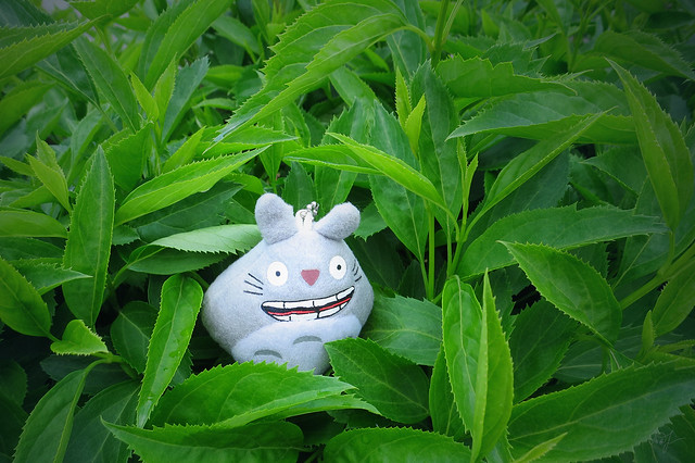 Day #144: totoro hid in the leaves
