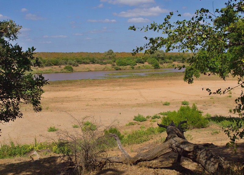 Kruger: Olifants, Letaba y salida por Phalaborwa - Por el norte de SUDÁFRICA. Montañas, playas, fauna y sus gentes (14)