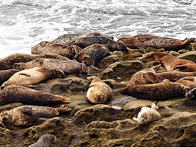 Seals On The Rocks