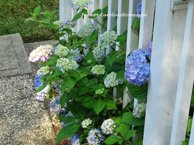June in the Garden 2016 ~ From My Carolina Home