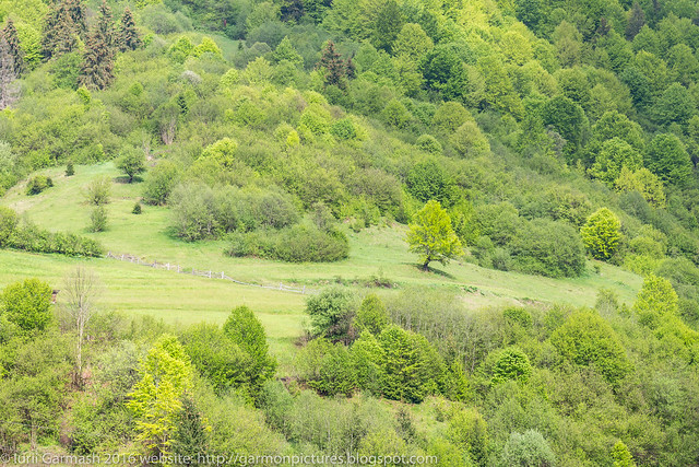 Tree on the hill side. Carpathian Mountains.