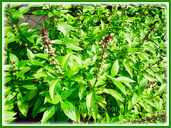 Potted Ocimum basilicum (Thai Basil, Anise Basil, Licorice/Cinnamon Basil) thriving beautifully at our backyard, 25 Aug. 2011