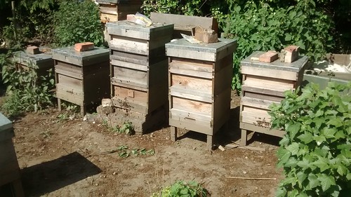 Hives June 16