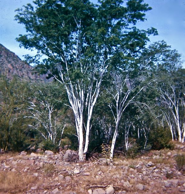 Palo Blanco tree, Baja California Sur, Mexico