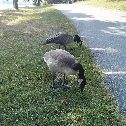 Canada geese feeding, 3 #toronto #lakeontario #marilynbellpark #birds #canadagoose