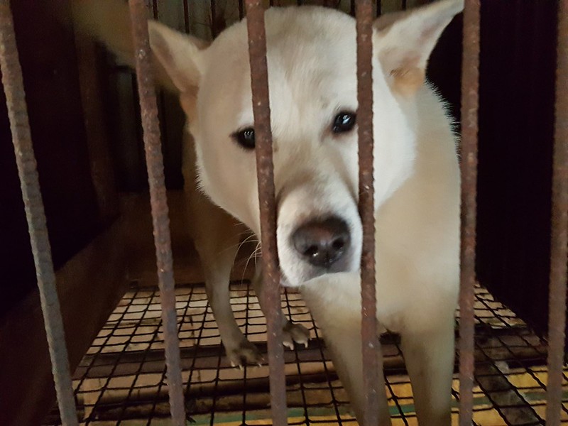 Major Victory! Another dog farm shutting down and 300 puppies to be saved by the Nami Kim Team.