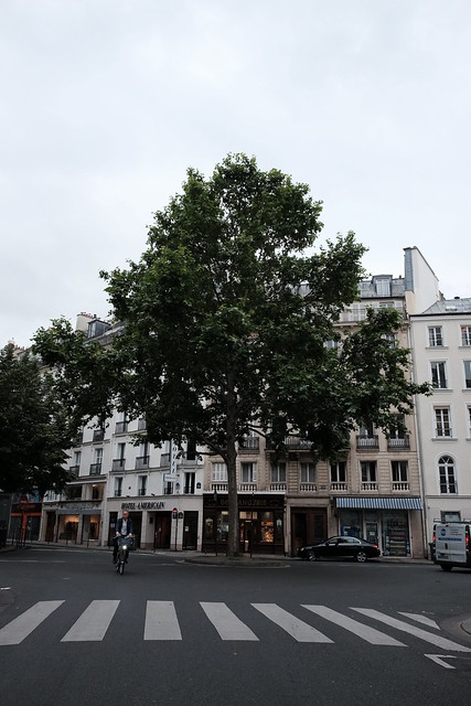 maple shape tree in paris