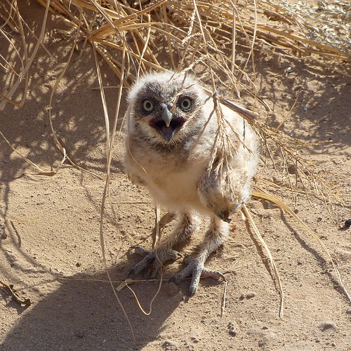 Baby burrowing owl