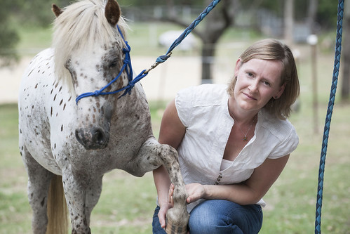 Surviving laminitis: QUT launches worldwide horse study