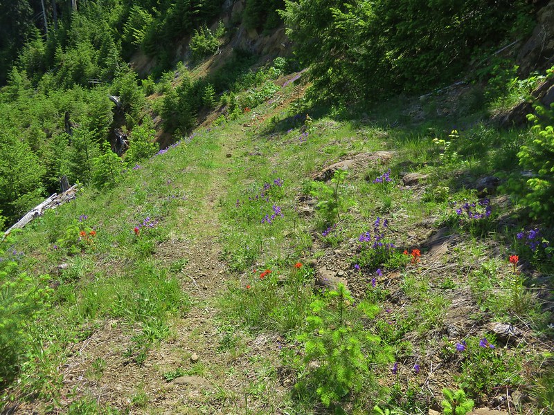 Penstemon and paintbrush along the Huffman Peak Trail