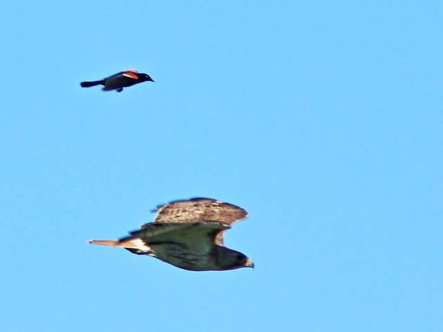 Red-winged Blackbird chases Red-tailed Hawk 20160628