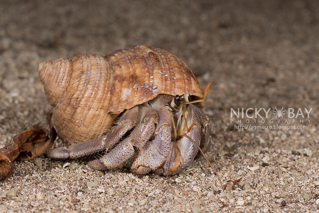 Land Hermit Crab (Coenobita sp.) - DSC_6632