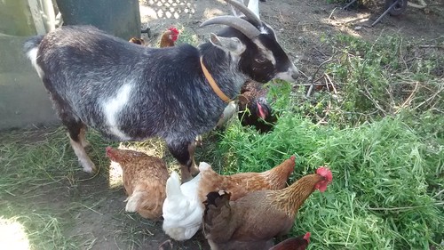 goats June 16 (8)