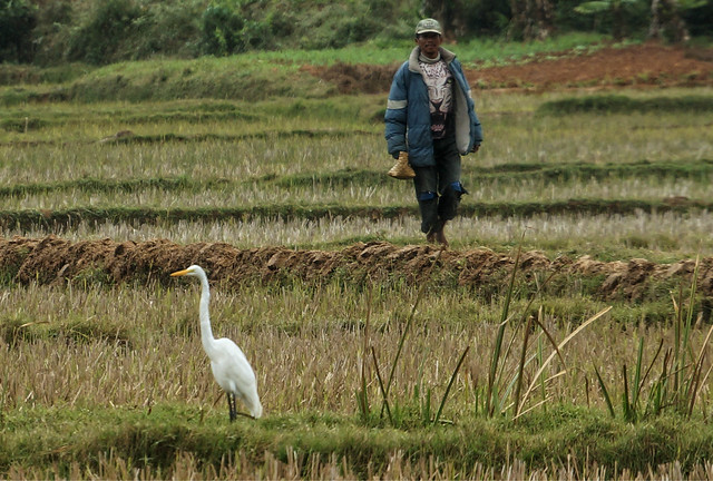 Man and Egret