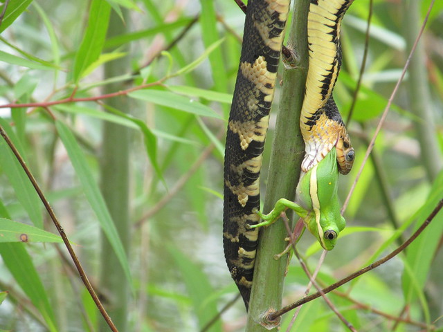 A broad-banded water snake eats a green tree frog at Mingo National Wildlife Refuge