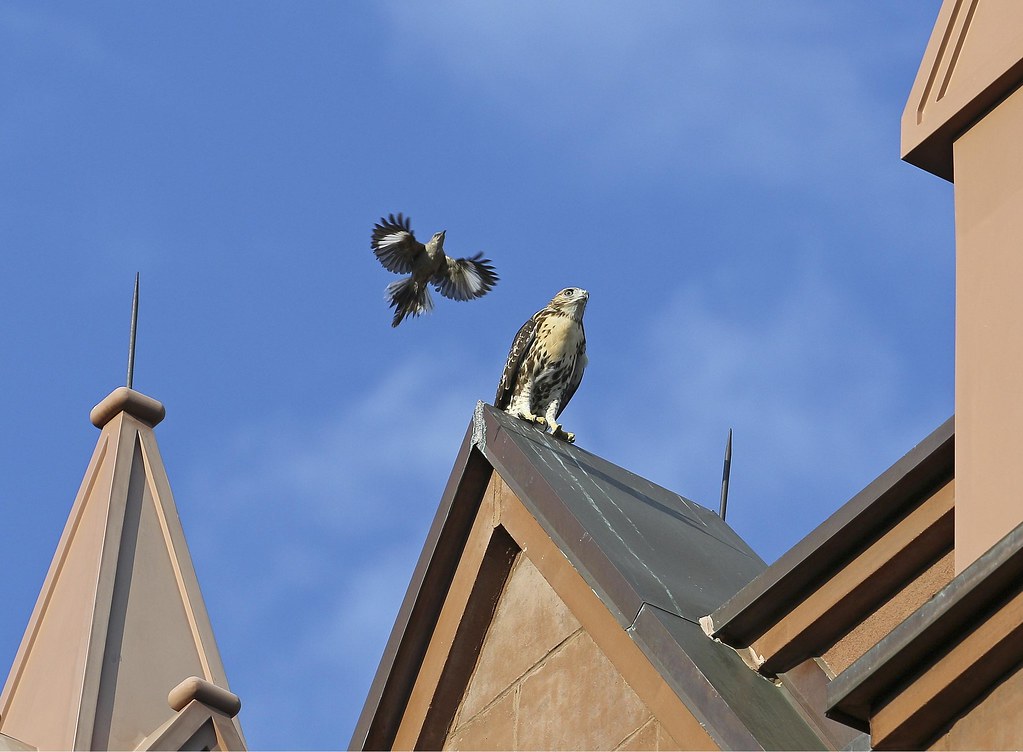 Hawk fledgling mobbed by a mockingbird